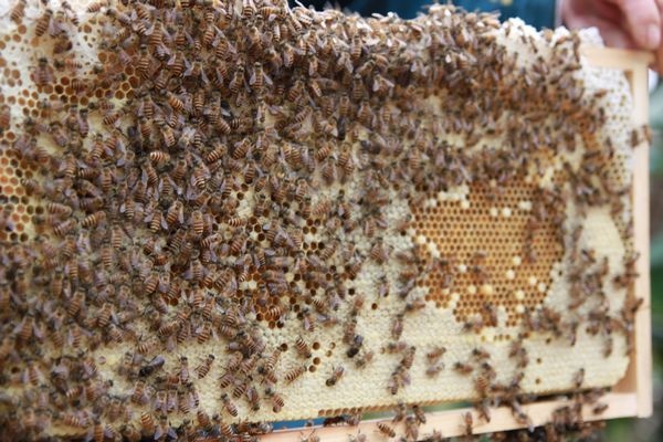 連蜂帶脾補弱群怎么操作(哪些情況下蜂群需帶蜂補子脾) 連蜂帶脾補弱群怎么操作(哪些情況下蜂群需帶蜂補子脾)