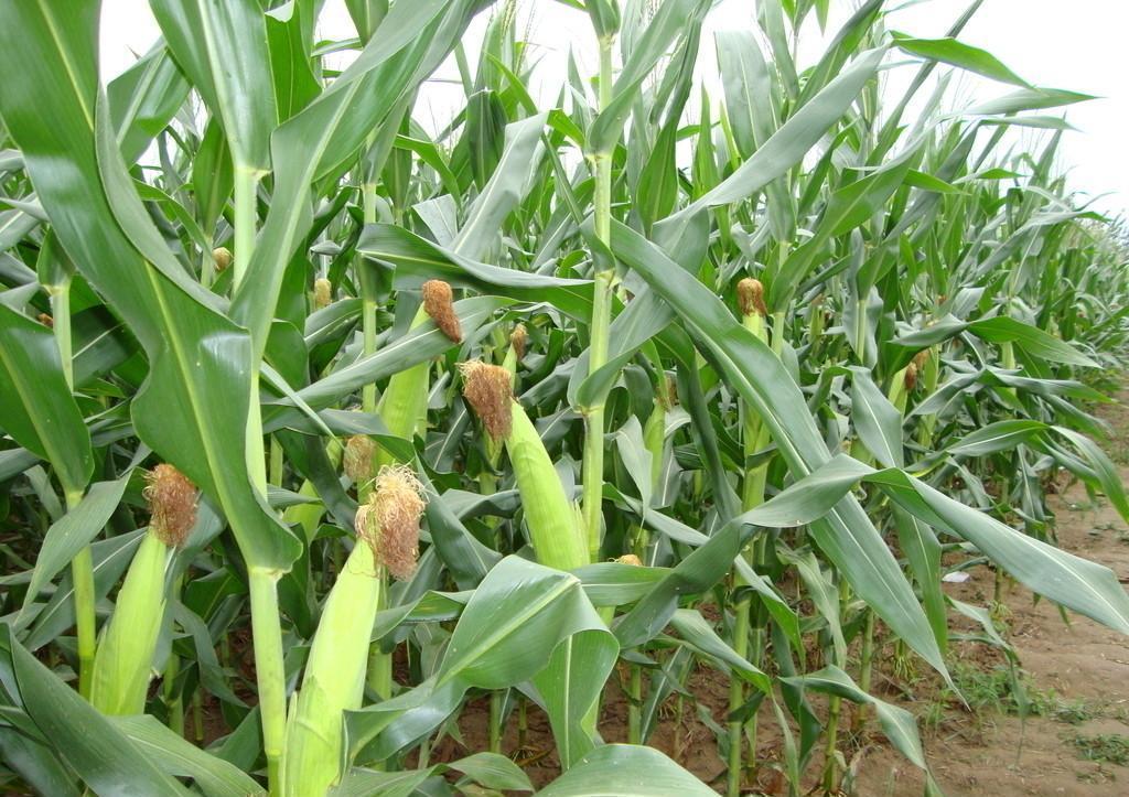 玉米開花有花蜜和花粉嗎？