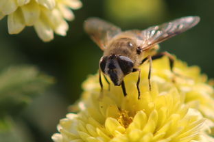 蜜蜂有兩個蜂王是怎么回事(蜜蜂出現兩個蜂王臺是怎么回事) 蜜蜂有兩個蜂王是怎么回事(蜜蜂出現兩個蜂王臺是怎么回事)
