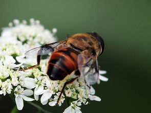 松丹一號(hào)蜂能取漿嗎（中華蜜蜂也能取蜂王漿，為什么養(yǎng)蜂人都不取呢）