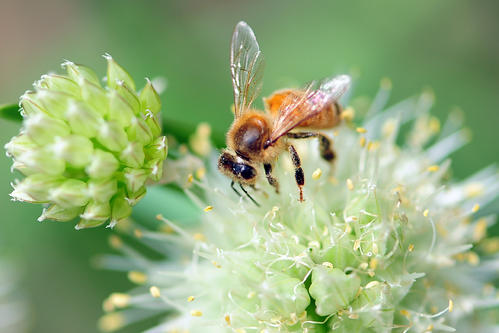 一只蜜蜂每天能采多少蜜(抓了一只蜜蜂怎么養) 一只蜜蜂每天能采多少蜜(抓了一只蜜蜂怎么養)