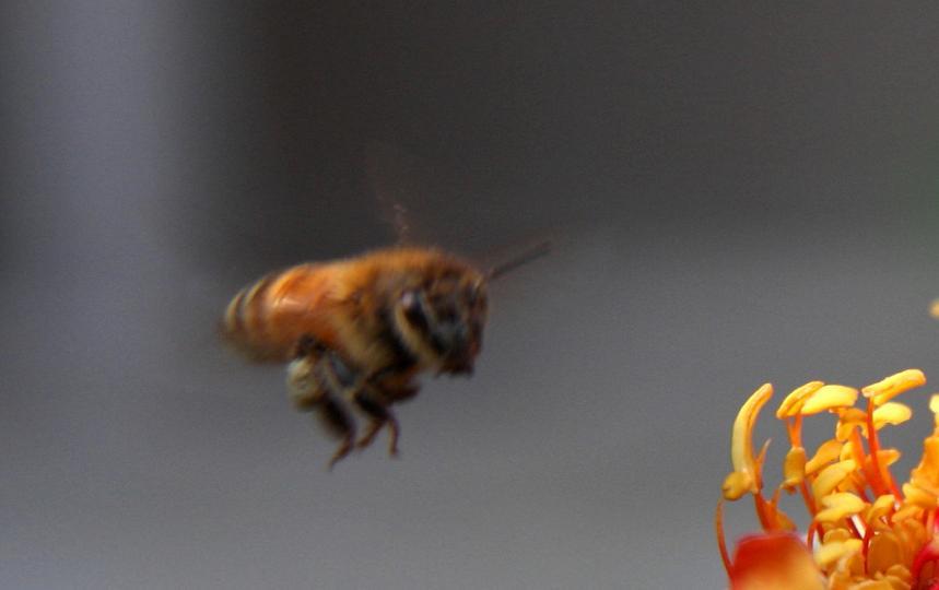 云貴高原中蜂個(gè)頭要大一些嗎(個(gè)頭最大的中蜂品種是什么) 云貴高原中蜂個(gè)頭要大一些嗎(個(gè)頭最大的中蜂品種是什么)