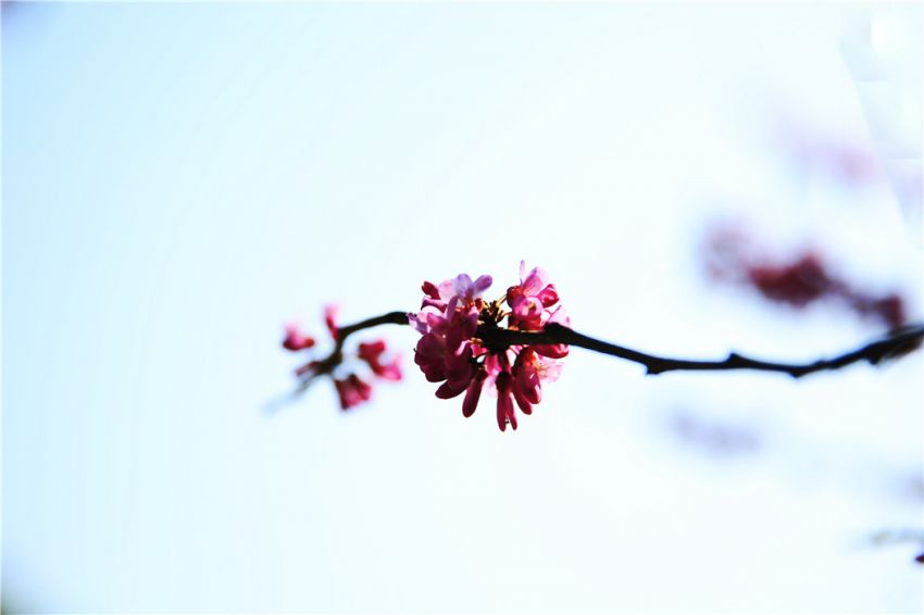 木蜂會產蜜嗎(木蜂有蜜嗎) 木蜂會產蜜嗎(木蜂有蜜嗎)