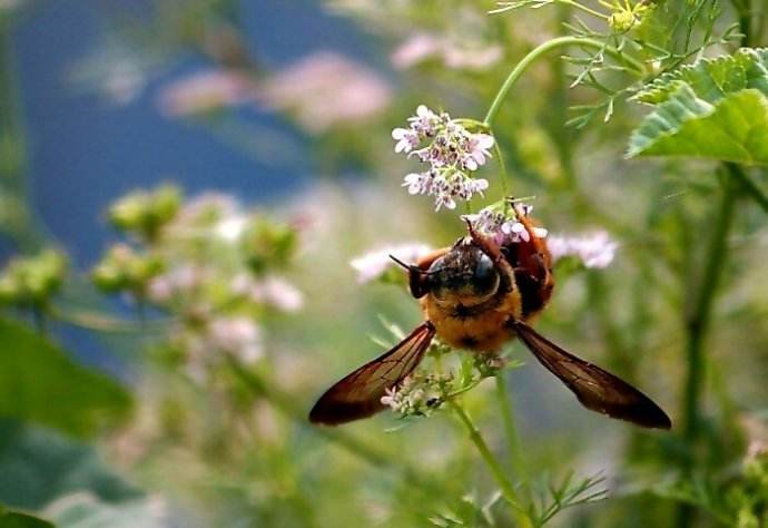 蜜蜂和黃蜂外表的區別 蜜蜂和黃蜂外表的區別
