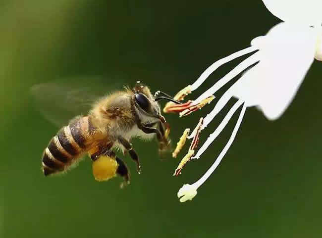 【蜜蜂知識】雄蜂出房多久分蜂? 雄蜂出房多久分蜂?