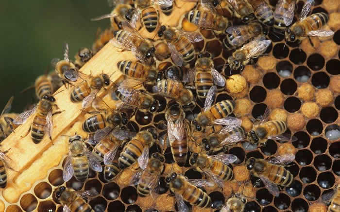 【蜜蜂知識】雄蜂出房多久分蜂? 雄蜂出房多久分蜂?