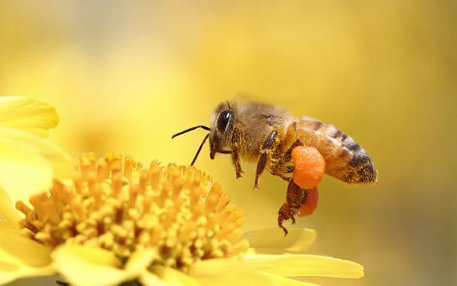 【蜜蜂知識】雄蜂出房多久分蜂? 雄蜂出房多久分蜂?