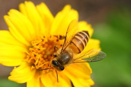 夢見加工蜂蜜是什么意思(夢見自己釀蜂蜜) 夢見加工蜂蜜是什么意思(夢見自己釀蜂蜜)