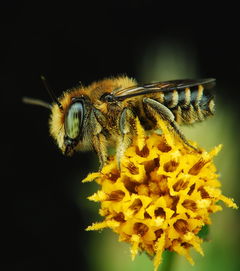 夢見加工蜂蜜是什么意思(夢見自己釀蜂蜜) 夢見加工蜂蜜是什么意思(夢見自己釀蜂蜜)