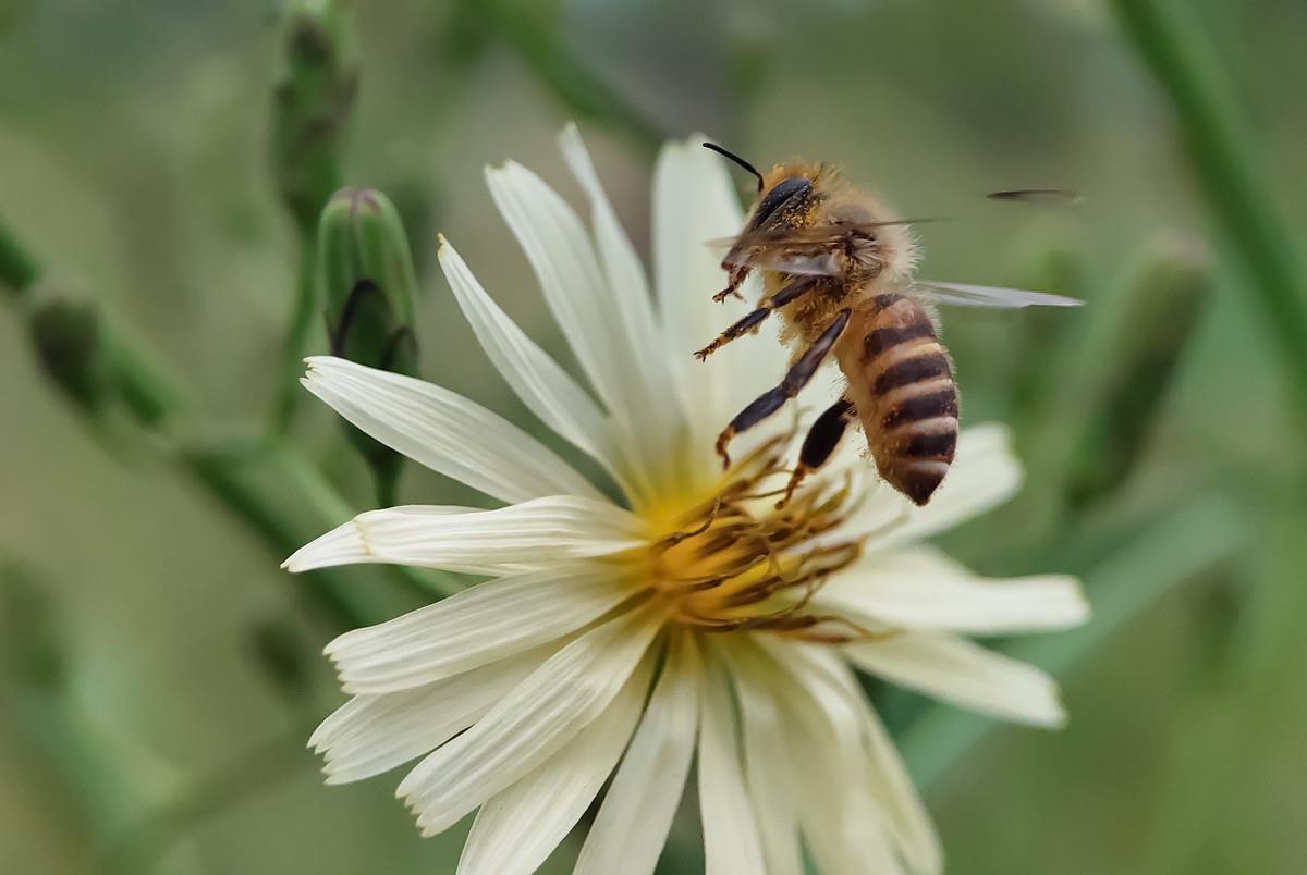 中蜂強群不分蜂經驗(中蜂強群養殖技術) 中蜂強群不分蜂經驗(中蜂強群養殖技術)