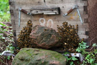 工蜂搖頭振翅是什么原因（蜜蜂養(yǎng)殖，工蜂竟會發(fā)出叫聲，是振翅還是哀鳴）