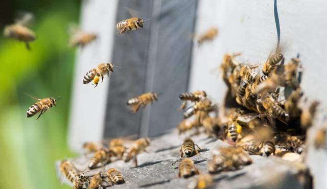 工蜂搖頭振翅是什么原因（蜜蜂養(yǎng)殖，工蜂竟會發(fā)出叫聲，是振翅還是哀鳴）