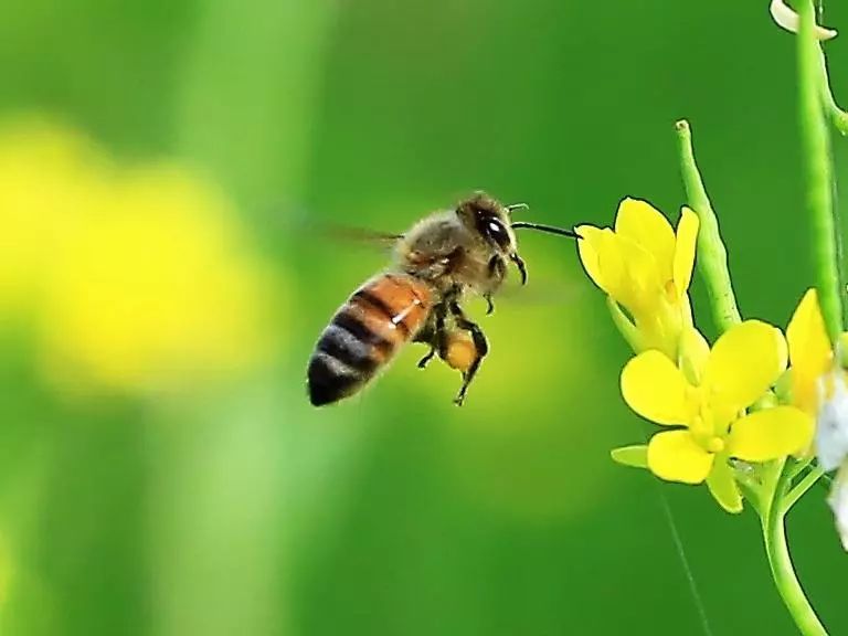 居民樓可以養蜜蜂嗎(家附近有人養蜜蜂怎么辦) 居民樓可以養蜜蜂嗎(家附近有人養蜜蜂怎么辦)
