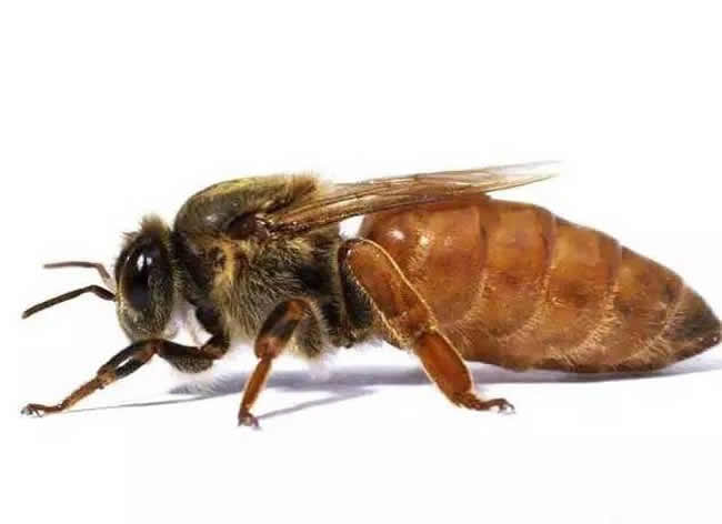 工蜂、雄蜂及蜂王的壽命分別有多長? 工蜂、雄蜂及蜂王的壽命分別有多長?