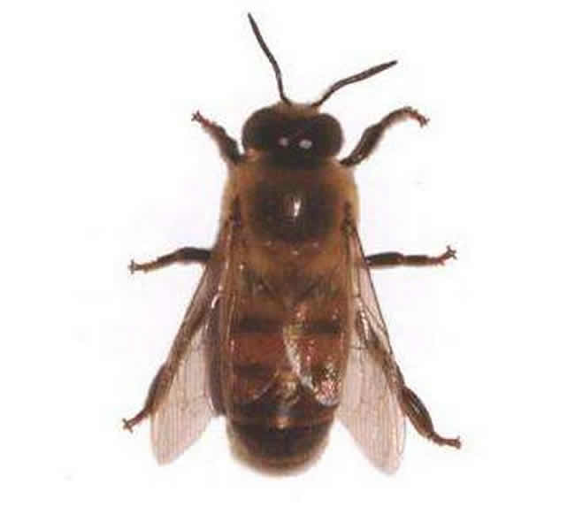 工蜂、雄蜂及蜂王的壽命分別有多長? 工蜂、雄蜂及蜂王的壽命分別有多長?