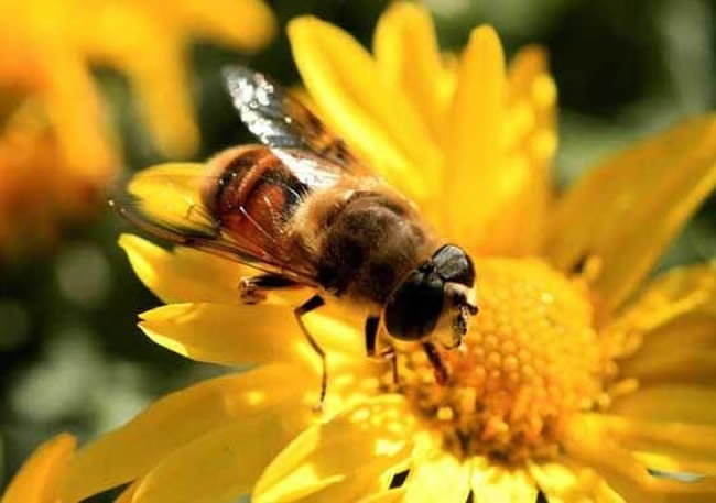 工蜂、雄蜂及蜂王的壽命分別有多長? 工蜂、雄蜂及蜂王的壽命分別有多長?