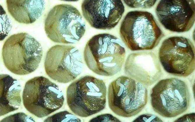 工蜂產卵后能活多久 工蜂產卵后能活多久