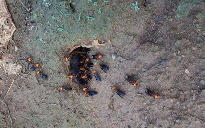 大黑土蜂(紅娘胡蜂的特點(diǎn)和習(xí)性) 大黑土蜂(紅娘胡蜂的特點(diǎn)和習(xí)性)