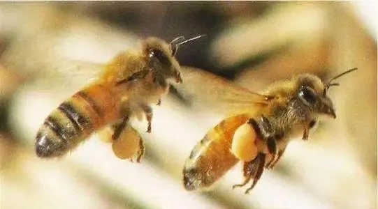 有蜂王工蜂產(chǎn)卵怎么辦 有蜂王工蜂產(chǎn)卵怎么辦