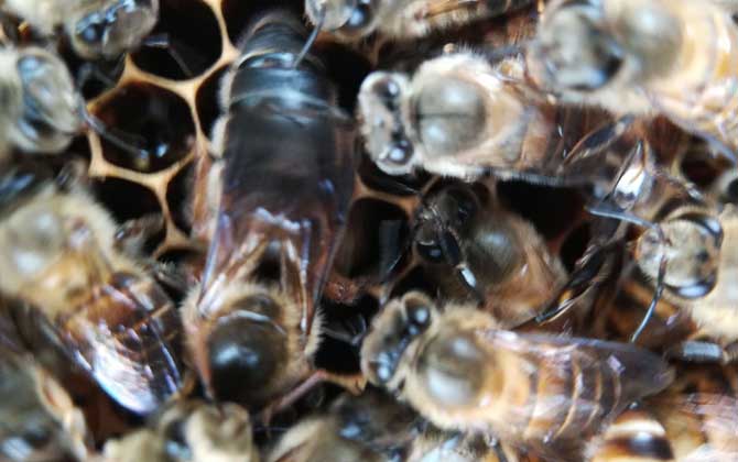 中蜂阿壩種王哪里有賣(中蜂阿壩王的參考價格) 中蜂阿壩種王哪里有賣(中蜂阿壩王的參考價格)