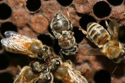 蜜蜂常見(jiàn)疾病防治方法（附帶七種常見(jiàn)蜜蜂疾病）