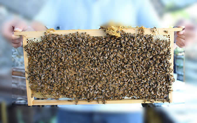 白山5號蜂 白山5號蜂