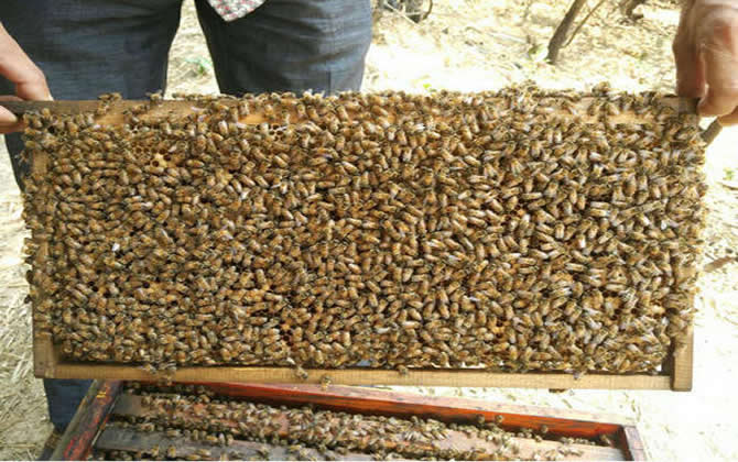 白山5號蜂 白山5號蜂