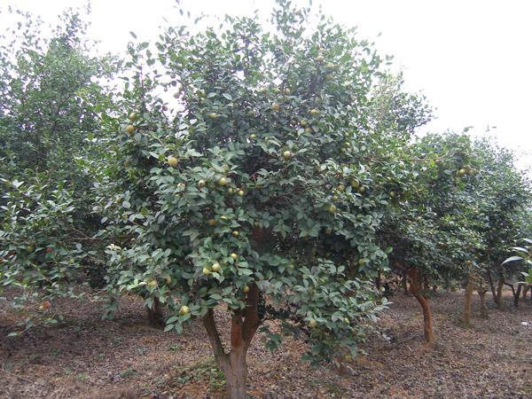 油茶樹花期在什么時候(油茶原來是這樣開花結果) 油茶樹花期在什么時候(油茶原來是這樣開花結果)