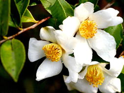 油茶樹花期在什么時候(油茶原來是這樣開花結果) 油茶樹花期在什么時候(油茶原來是這樣開花結果)