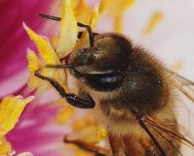 松丹一號抗白堊病嗎(松丹1號雙交種蜂王) 松丹一號抗白堊病嗎(松丹1號雙交種蜂王)