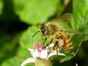 松丹一號抗白堊病嗎(松丹1號雙交種蜂王) 松丹一號抗白堊病嗎(松丹1號雙交種蜂王)