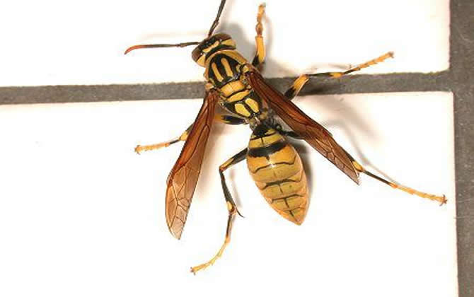 長腳胡蜂 長腳胡蜂