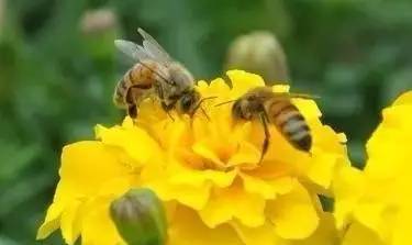 一窩蜜蜂有多少只蜜蜂(工蜂的數量大概有多少只) 一窩蜜蜂有多少只蜜蜂(工蜂的數量大概有多少只)