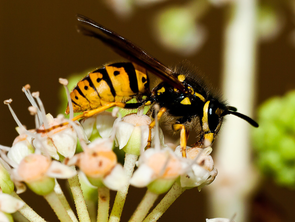 馬蜂是益蟲還是害蟲(養(yǎng)蜂如何防馬蜂) 馬蜂是益蟲還是害蟲(養(yǎng)蜂如何防馬蜂)