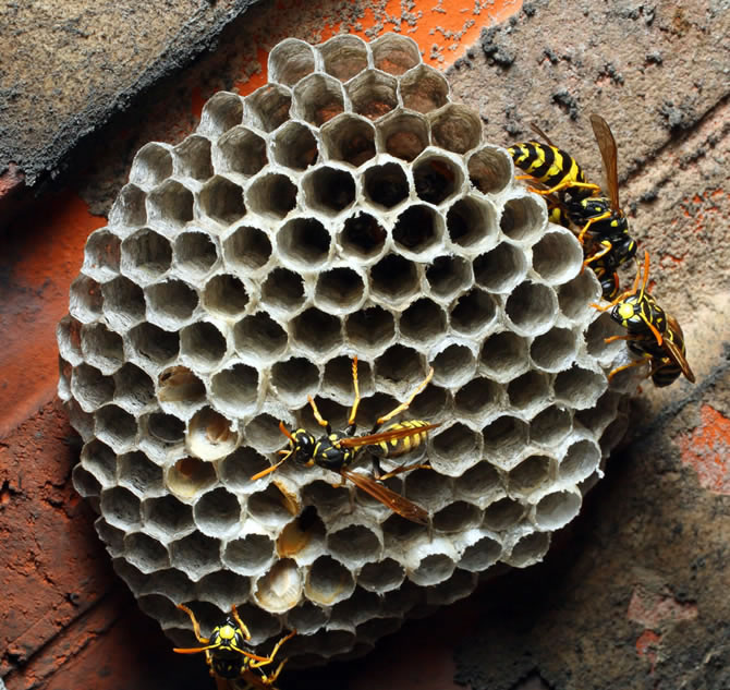 馬蜂是益蟲還是害蟲(養(yǎng)蜂如何防馬蜂) 馬蜂是益蟲還是害蟲(養(yǎng)蜂如何防馬蜂)