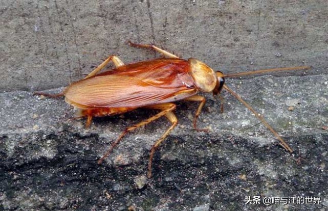 還在用拖鞋去打蟑螂爆漿的后果 你還敢用腳踩、拖鞋拍打蟑螂?爆漿的后果,有點(diǎn)嚴(yán)重