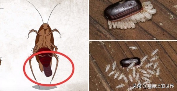 還在用拖鞋去打蟑螂爆漿的后果 你還敢用腳踩、拖鞋拍打蟑螂?爆漿的后果,有點(diǎn)嚴(yán)重