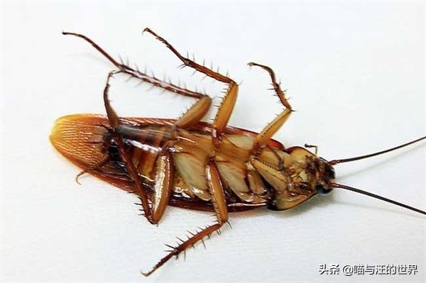 還在用拖鞋去打蟑螂爆漿的后果 你還敢用腳踩、拖鞋拍打蟑螂?爆漿的后果,有點(diǎn)嚴(yán)重