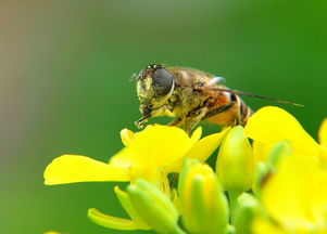 喀爾巴阡蜂適合南方養殖嗎(喀爾巴阡蜂能在西南地區養殖嗎) 喀爾巴阡蜂適合南方養殖嗎(喀爾巴阡蜂能在西南地區養殖嗎)
