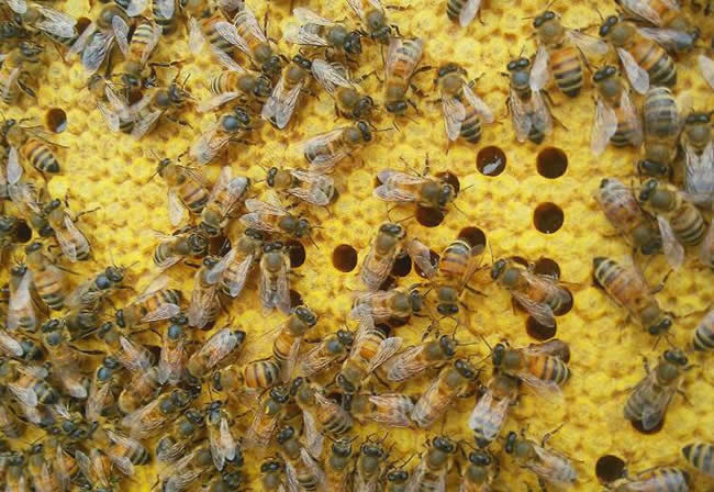 【蜜蜂知識】東北黑蜂有哪些優點? 東北黑蜂有哪些優點?