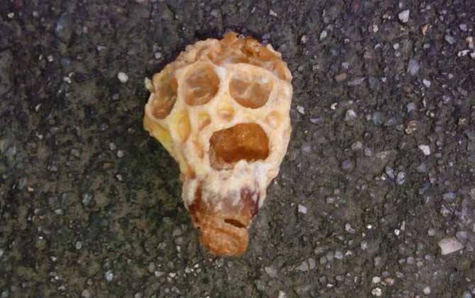 人造王臺(tái)蜂王會(huì)產(chǎn)卵嗎 人造王臺(tái)蜂王會(huì)產(chǎn)卵嗎