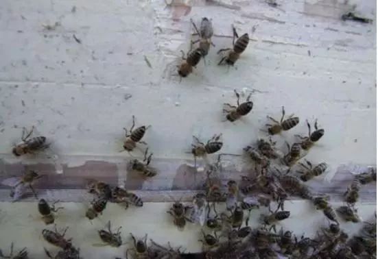 蜜蜂飛走了有什么預兆(蜜蜂飛逃前有哪些征兆) 蜜蜂飛走了有什么預兆(蜜蜂飛逃前有哪些征兆)