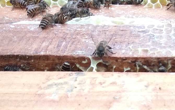新手蜜蜂秋繁怎樣養蜂(蜜蜂秋繁技術及注意事項) 新手蜜蜂秋繁怎樣養蜂(蜜蜂秋繁技術及注意事項)·