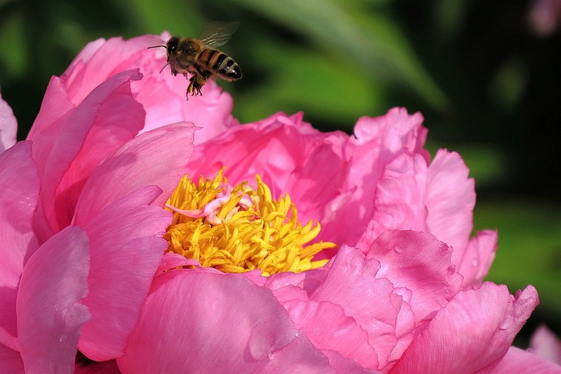 蜜蜂打架的處理方法(蜜蜂打架的原因及解決辦法) 蜜蜂打架的處理方法(蜜蜂打架的原因及解決辦法)