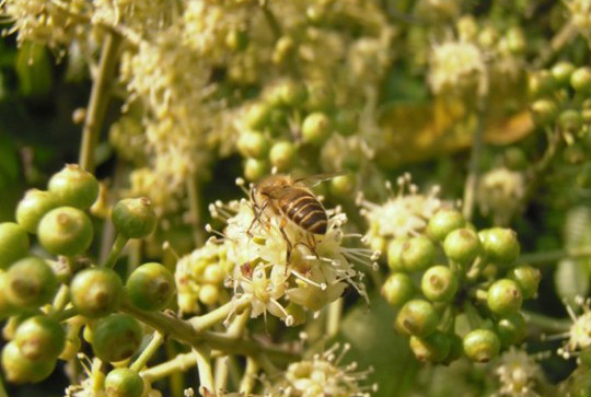 腳木蜂蜜和冬蜜那種好(鴨腳木冬蜜蜂蜜的功效和作用) 腳木蜂蜜和冬蜜那種好(鴨腳木冬蜜蜂蜜的功效和作用)