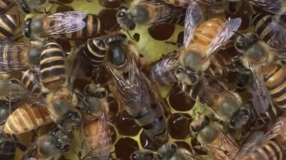 陽臺養蜂如何避光(如何給蜜蜂遮陰) 陽臺養蜂如何避光(如何給蜜蜂遮陰)