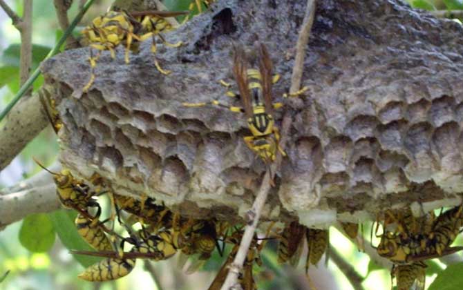 長腳胡蜂 長腳胡蜂