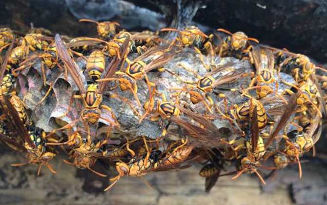 長腳胡蜂 長腳胡蜂