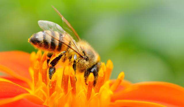 人工分蜂后如何讓蜂群快速繁殖？