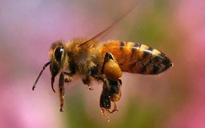 一畝大棚養殖多少蜜蜂 一畝大棚養殖多少蜜蜂